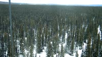 Delta Junction - Fort Greely - Taiga