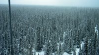 Delta Junction - Fort Greely - Taiga