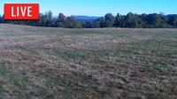 LaFollette - Hatfield Knob Elk
