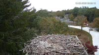 Falmouth - Waquoit Bay Reserve - Nido del falco pescatore