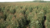 Itatinga - Lobo - Plantacja eukaliptusa