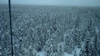 Delta Junction - Fort Greely - Taiga