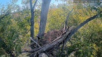 Loudoun - Dulles Greenway - Nido d'aquila