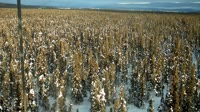 Delta Junction - Fort Greely - Taiga