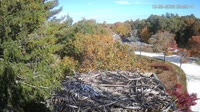 Falmouth - Waquoit Bay Reserve - Osprey Nest