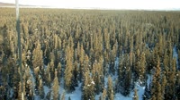 Delta Junction - Fort Greely - Taiga