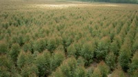 Itatinga - Lobo - Eucalyptus plantation