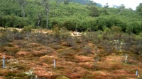Navarino - Puerto Williams - Omora Ethnobotanical Park