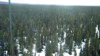 Delta Junction - Fort Greely - Taiga