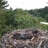 Miniatiūra