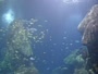Chattanooga - Tennessee Aquarium
