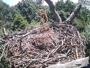 Hanover - Bald Eagle Nest