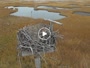 Boston - Belle Isle Marsh - Nido de águila pescadora