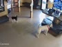 Scottsdale - Always Unleashed Pet Resort