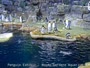 Galveston - Moody Gardens - Pinguini