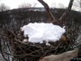 Hanover - Bald Eagle Nest