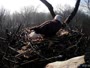 Hanover - Bald Eagle Nest