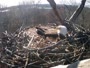 Hanover - Bald Eagle Nest
