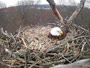 Hanover - Bald Eagle Nest