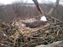 Hanover - Bald Eagle Nest