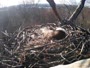 Hanover - Bald Eagle Nest