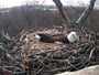 Hanover - Bald Eagle Nest