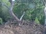 Hilton Head Island - Eagle nest
