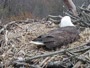 Hanover - Bald Eagle Nest