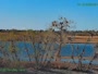 Westminster - Standley Lake Regional Park - Aquile calve