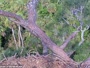 Nordost-Florida - Weißkopfseeadler-Nest