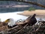 Quechee - VINS Nature Center - Weißkopfseeadler-Nest