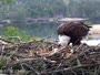 Quechee - VINS Nature Center - Bald Eagles nest