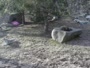 Lewisboro - Wolf Conservation Center - Wilki