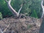 Hilton Head Island - Orle gniazdo