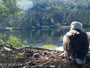 Quechee - VINS Nature Center - Bald Eagles nest