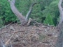 Hilton Head Island - Nido de águila