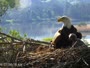 Quechee - VINS Nature Center - Bald Eagles nest