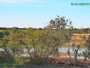 Westminster - Standley Lake Regional Park - Aquile calve