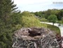 Falmouth - Waquoit Bay Reserve - Nido del falco pescatore