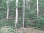 Pigeon Forge - Dollywood Theme Park - Aquila calva