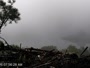 Quechee - VINS Nature Center - Weißkopfseeadler-Nest