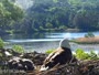 Quechee - VINS Nature Center - Nido de águilas calvas