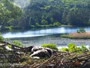 Quechee - VINS Nature Center - Weißkopfseeadler-Nest