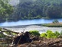 Quechee - VINS Nature Center - Orły bieliki