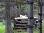 Lewisboro - Wolf Conservation Center