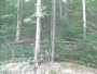 Pigeon Forge - Dollywood Theme Park - Aquila calva