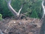 Hilton Head Island - Nido d'aquila