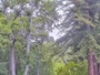 Big Sur - Big Sur River Inn