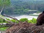 Quechee - VINS Nature Center - Orły bieliki