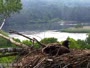 Quechee - VINS Nature Center - Bald Eagles nest